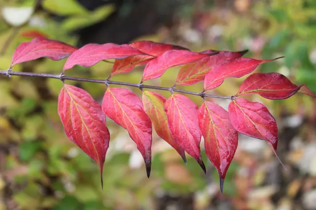 Herbststimmung🍁🍂🍁 | Foto: Ralf Röser