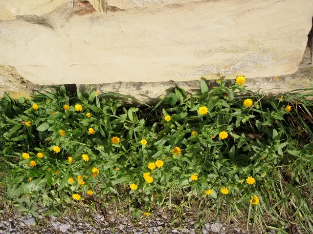 An den sonnenbeschienenen Mauern blüht noch die Ackerringelblume  | Foto: WandernGabyErich