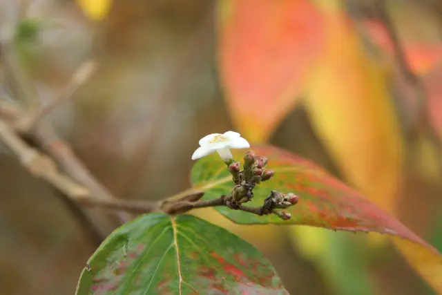 Herbststimmung🍁🍂🍁 | Foto: Ralf Röser