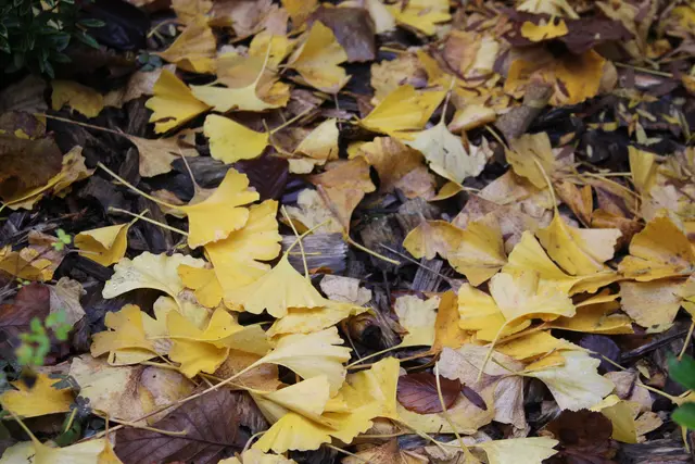 Herbststimmung🍁🍂🍁 | Foto: Ralf Röser