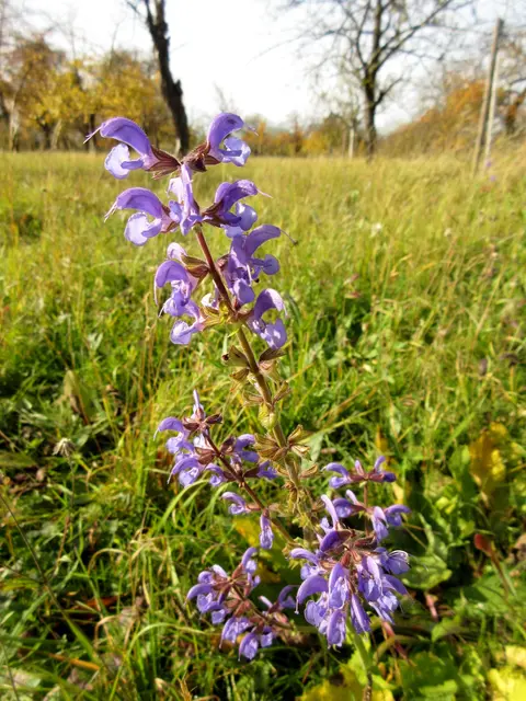 Salbei blüht noch | Foto: WandernGabyErich