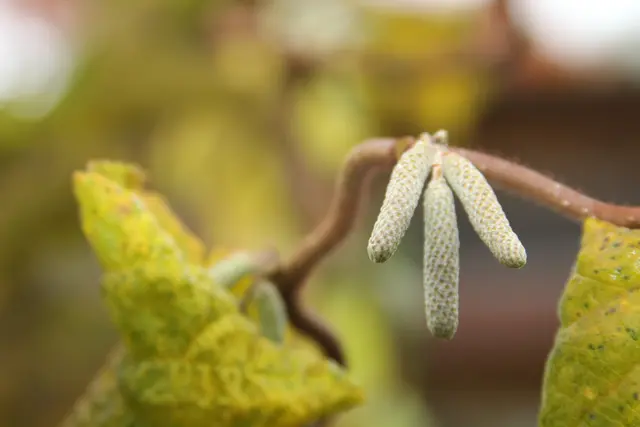 Herbststimmung🍁🍂🍁 | Foto: Ralf Röser