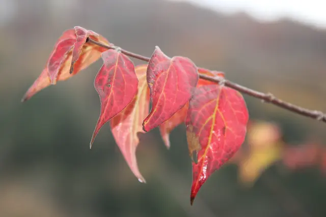 Herbststimmung🍁🍂🍁 | Foto: Ralf Röser