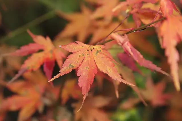 Herbststimmung🍁🍂🍁 | Foto: Ralf Röser