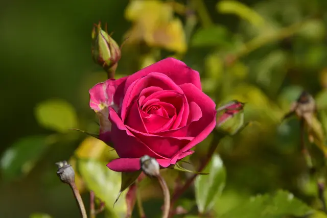 Die Rosen vom Wartberg. | Foto: Michael Harmsen