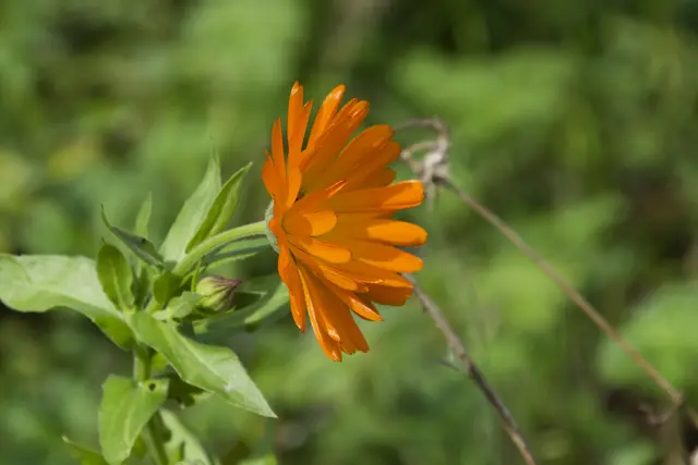 Die Ringelblume, auch Garten-Ringelblume, ist eine Pflanzenart aus der Familie der Korbblütler.  | Foto: Michael Harmsen