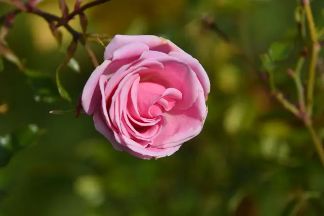 „La vie en rose“.  Édith Piaf  | Foto: Michael Harmsen
