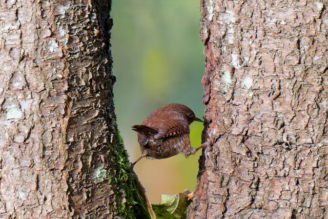 Jetzt wo die schützenden Blätter fehlen sieht man so manchen Pietmatz. In diesem Fall einen Zaunkönig. (Grüßle an Tanja) Foto aus meinem Archiv. | Foto: Michael Harmsen