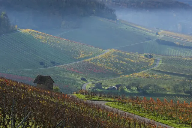 Noch steht die Sonne flach hinter dem Wald und zaubert ein schönes Licht in die Weinberge. | Foto: Michael Harmsen