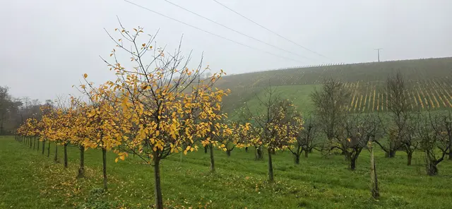 Hohenloher Herbst. | Foto: privat Sibylle Tröber