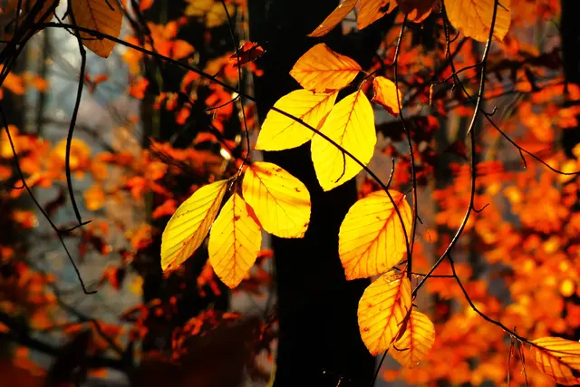 Hier glüht der Wald richtiggehend: Ein sehr passendes Gewinnerfoto zum Fotogewinnspiel "Herbstglühen".  | Foto: Konrad Schomerus