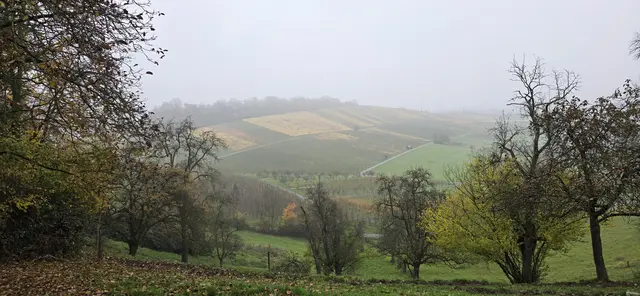 Eingefärbte Weinberge - auch im Nebel schön anzusehen. | Foto: privat Sibylle Tröber