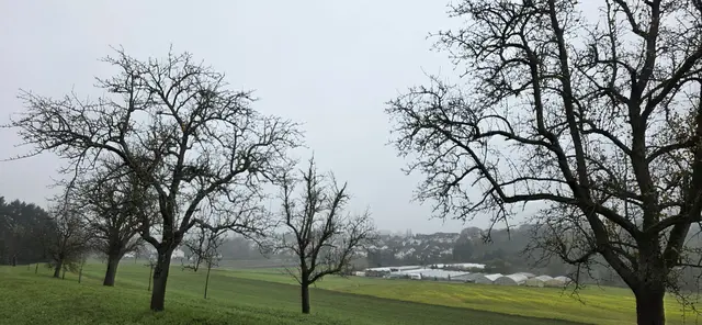 Blick zurück auf Pfedelbach im Nebel. | Foto: privat Sibylle Tröber