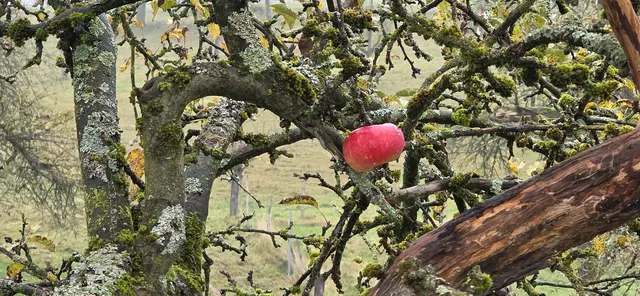 Der Apfel der Versuchung? | Foto: privat Sibylle Tröber
