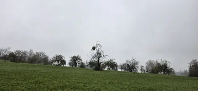 Misteln über Misteln. | Foto: privat Sibylle Tröber