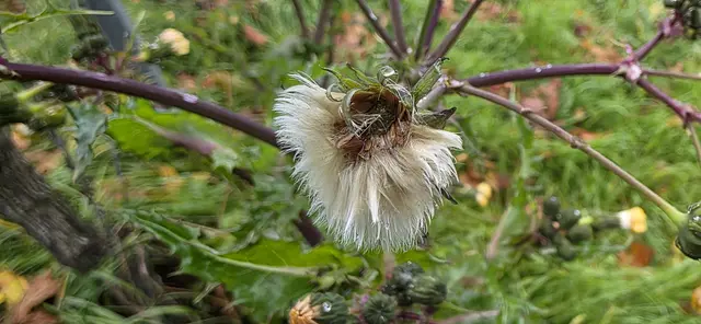 Acker-Kratzdistel. | Foto: privat Sibylle Tröber