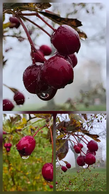 Eingriffeliger Weißdorn. | Foto: privat Sibylle Tröber