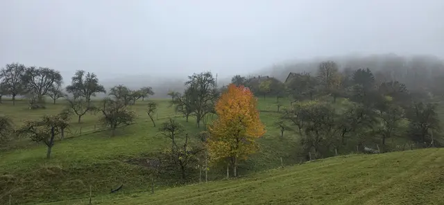 Hohenloher Herbst. | Foto: privat Sibylle Tröber