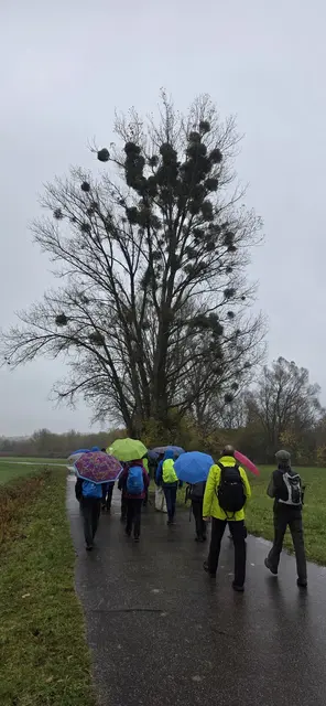 Achtung, Misteln! Gleich ist "küssen" angesagt! | Foto: privat Sibylle Tröber