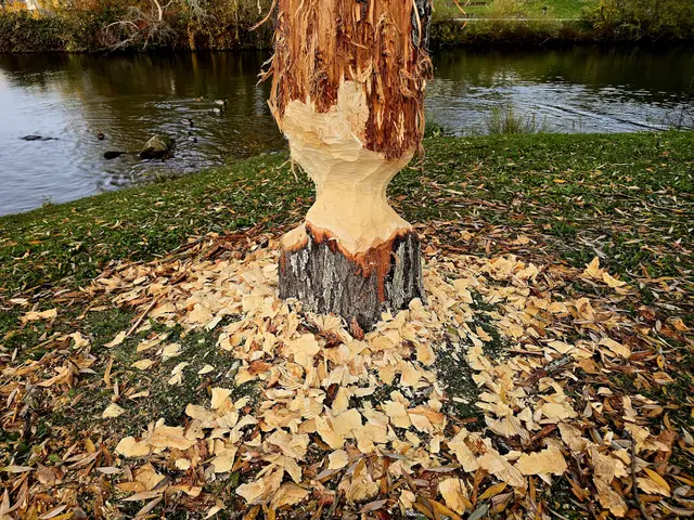Die typische Sanduhrform
 | Foto: Heidrun Rosenberger