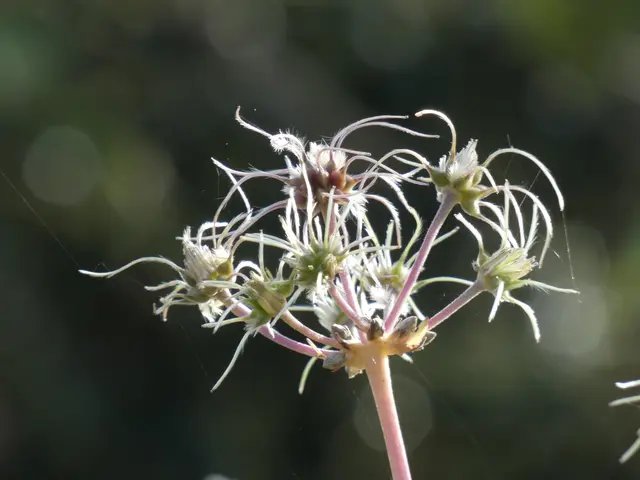 Eine filigrane Blüte - was das wohl für eine Pflanze ist? | Foto: sigischlottke