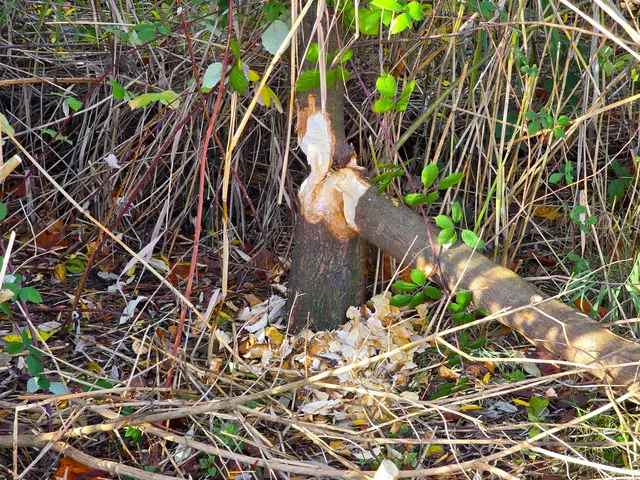 Die schmalen Bäumchen im Dickicht. Hier hatte er nicht so viel Arbeit damit | Foto: Heidrun Rosenberger