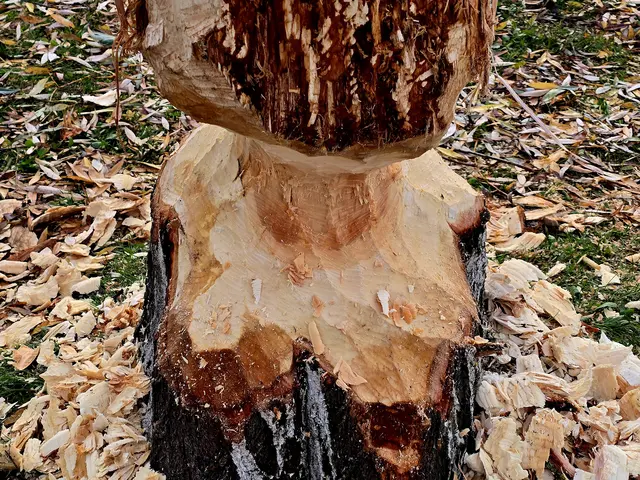 Es ist wirklich Holzschnitzkunst | Foto: Heidrun Rosenberger