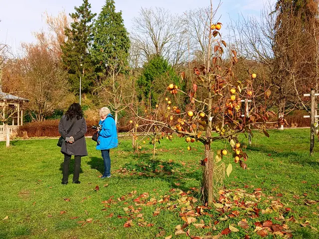 Man hat sich einfach viel zu erzählen. 
Was das wohl für ein Baum ist? Im ersten Moment denkt man an Quitten. Aber bei genauem Hinschauen entpuppen sich die Früchte als Kakis. Hatte ich in unserer Region noch nie in natura gesehen.  | Foto: sigischlottke