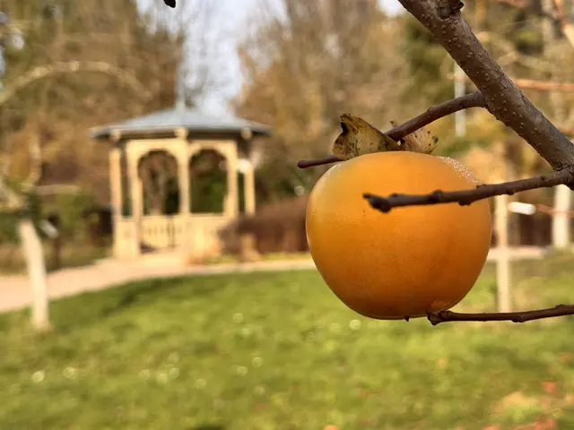 Foto: Heide Böllinger aus Bad Friedrichshall