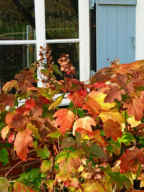 Das bunt gefärbte Laub harmoniert wunderbar mit den blauen Fensterläden.  | Foto: sigischlottke