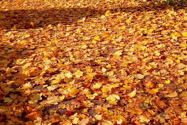Ein weicher raschelnder Teppich aus buntem Herbstlaub.  | Foto: sigischlottke