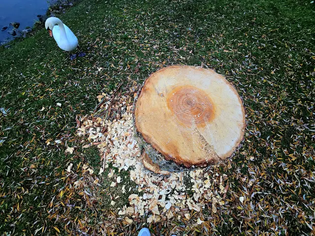 Der Durchmesser beträgt ca 30cm | Foto: Heidrun Rosenberger