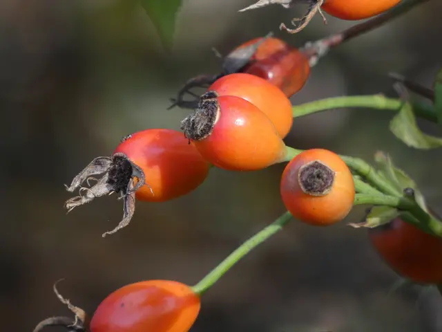 Hagebutten - sie verabschieden den Herbst. 
Und ich muss mich hier leider auch verabschieden. 
Schön war's !  | Foto: sigischlottke