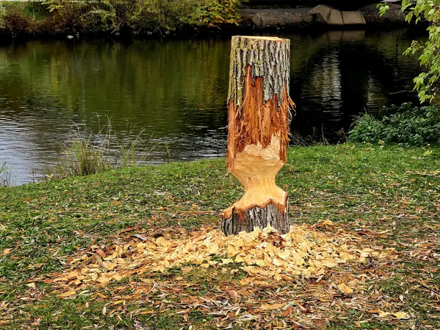 Es sieht so beeindruckend aus | Foto: Heidrun Rosenberger