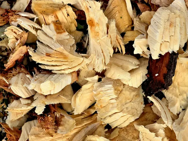 Auch die Späne hat die typischen Nagespuren | Foto: Heidrun Rosenberger