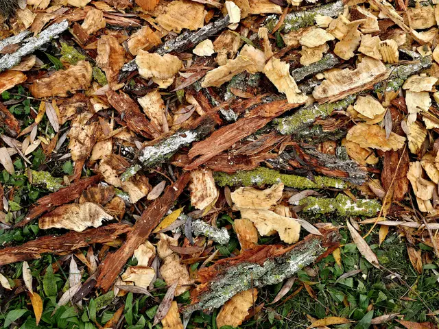 Ein Teil der Baumrinde am Boden zusammen mit der Holzspäne | Foto: Heidrun Rosenberger