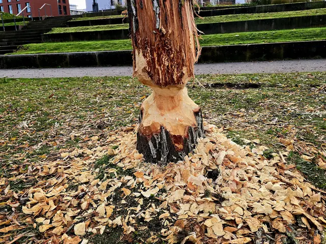 Die Holzspäne ist noch ganz frisch | Foto: Heidrun Rosenberger