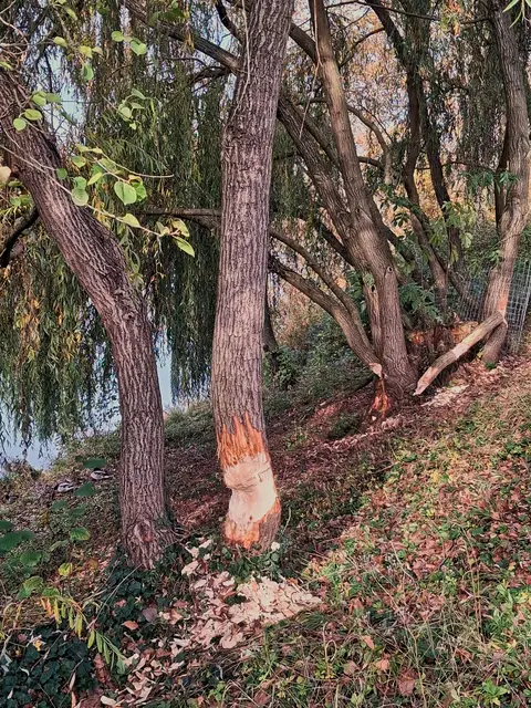 Foto: Doris K. | Foto: WKY