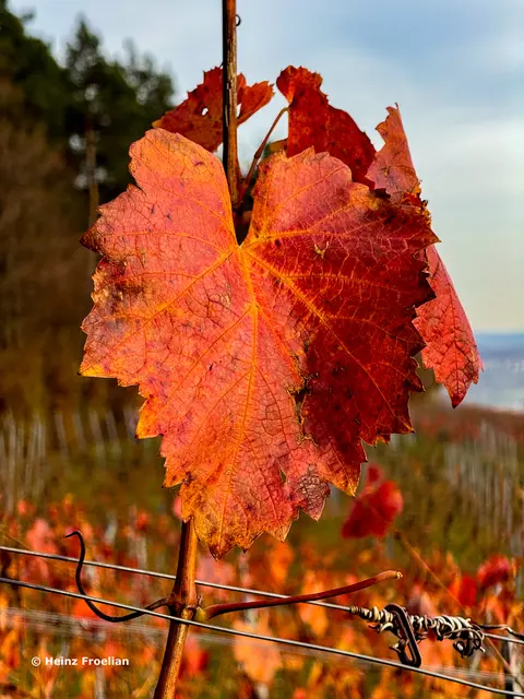 Foto: Heinz Froelian