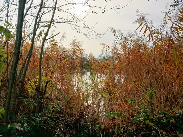 Herbstlich gefärbte Gräser säumen das Ufer.   | Foto: sigischlottke