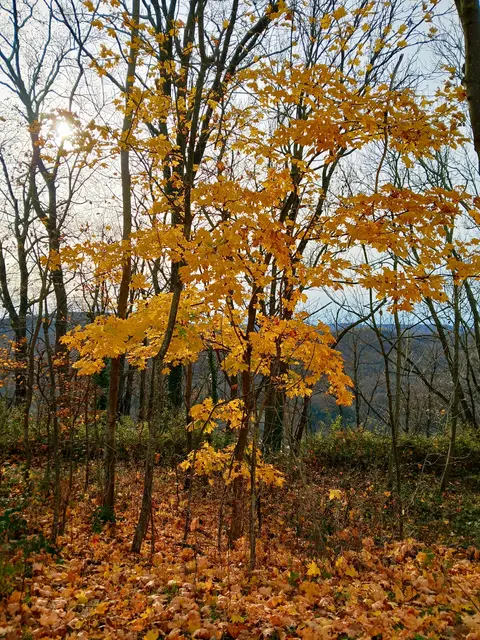Das Herbstlaub leuchtet ganz golden. | Foto: sigischlottke