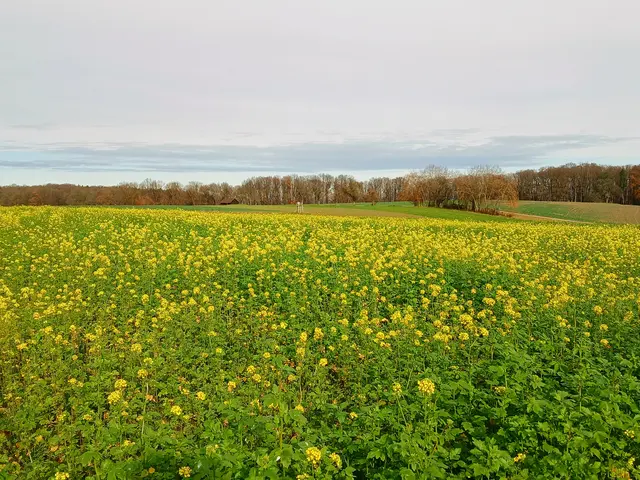 Man könnte meinen, es sei ein gelbes Rapsfeld im Frühling.  Wären da nicht die braun gefärbten Blätter der Bäume und dass es kein Raps,  sondern Senf ist.   | Foto: sigischlottke
