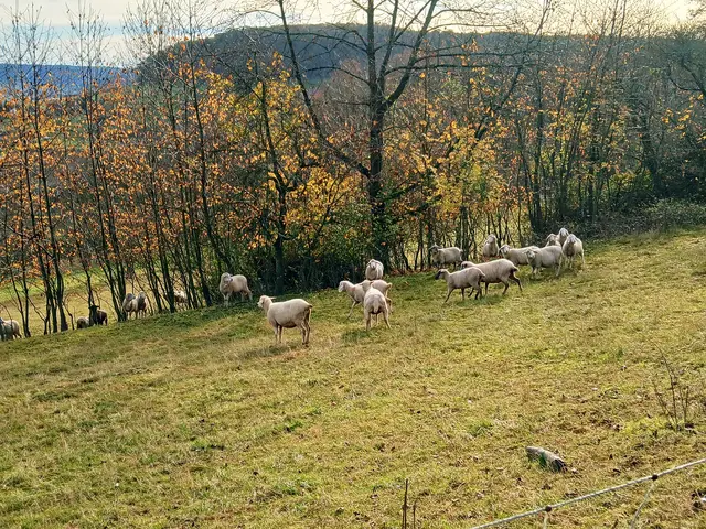 Es sind noch einige Schafherden unterwegs.   | Foto: sigischlottke