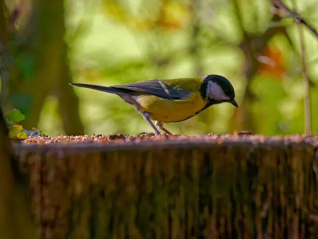 Kohlmeise | Foto: Eigenes Bild TB