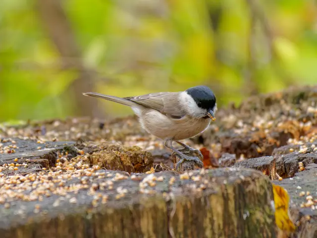 Sumpfmeise | Foto: Eigenes Bild TB