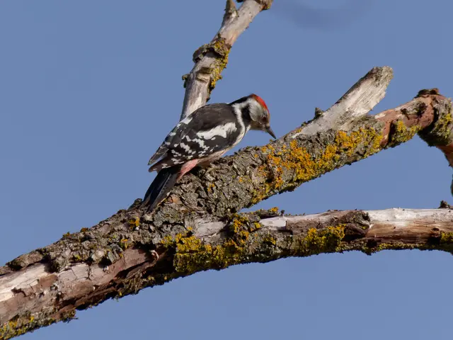 Mittelspecht | Foto: Eigenes Bild TB