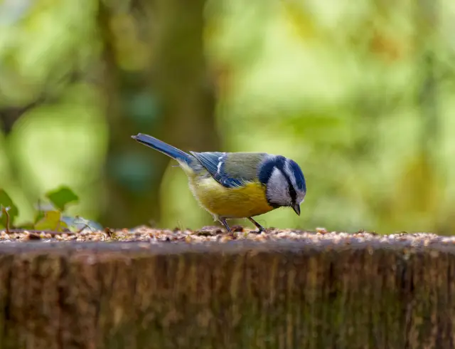 Blaumeise | Foto: Eigenes Bild TB