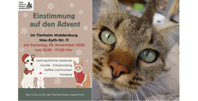Einladung zum Adventsfest im Tierheim | Foto: Tierschutzverein Hohenlohe