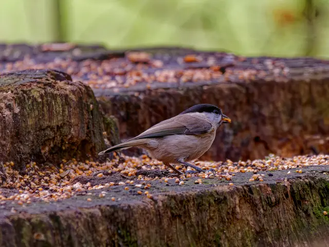 Foto: Eigenes Bild TB