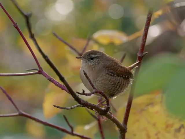 Zaunkönig | Foto: Eigenes Bild TB